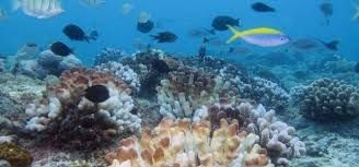 Association Reef Check Réunion